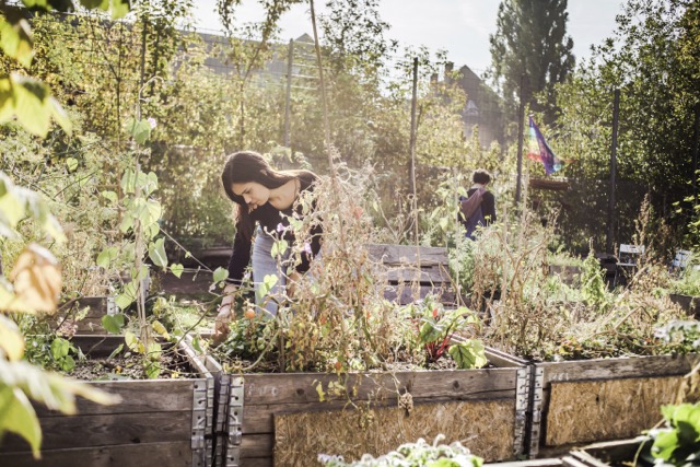 How To Grow Sunflowers For Beauty And Seeds